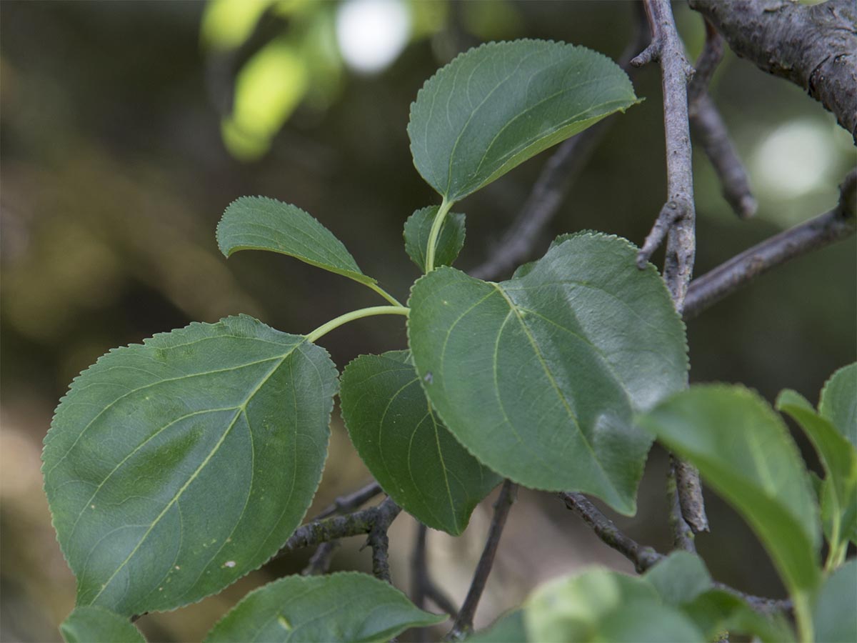 Malus sylvestris